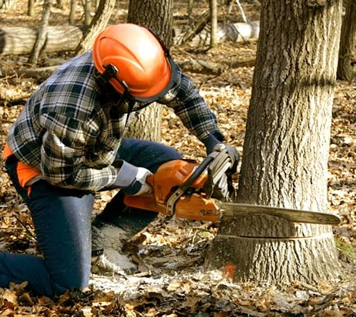 Tree Removal in Haysville, KS